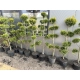 BONSAI Cyprysik Lawsona Ivonne wiele kul - sadzonki 150 / 180 cm